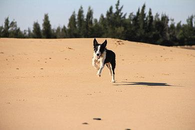 手游《SD高达G世代：永恒》公布 封测即将开始